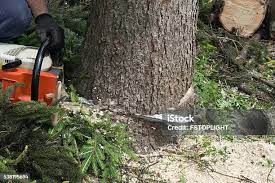 Best Tree Health Inspection  in Kulpmont, PA