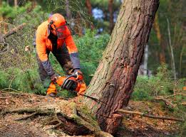 Best Leaf Removal  in Kulpmont, PA