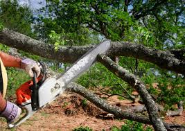 Best Tree Mulching  in Kulpmont, PA
