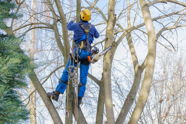 How Our Tree Care Process Works  in  Kulpmont, PA