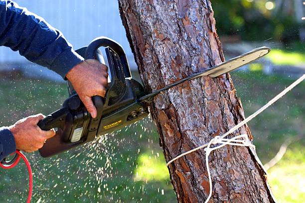 Best Root Management and Removal  in Kulpmont, PA