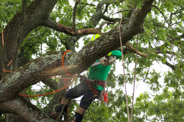 Best Tree Preservation Services  in Kulpmont, PA