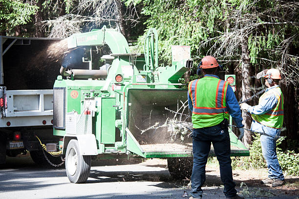 Best Tree Cabling and Bracing  in Kulpmont, PA