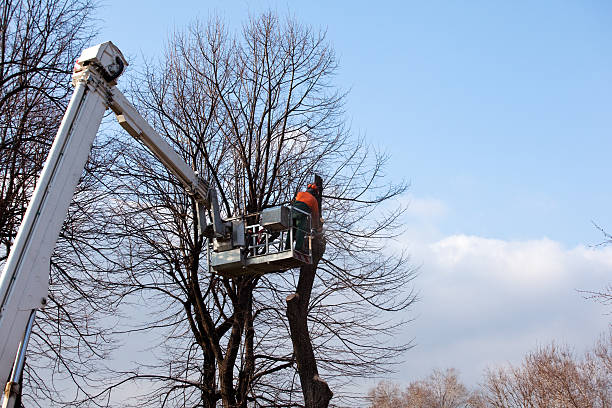 Trusted Kulpmont, PA Tree Care Experts