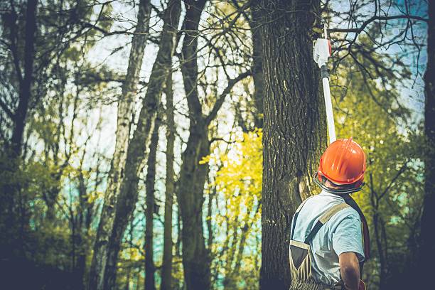 Best Hazardous Tree Removal  in Kulpmont, PA