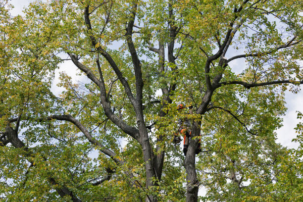Best Arborist Consultation Services  in Kulpmont, PA